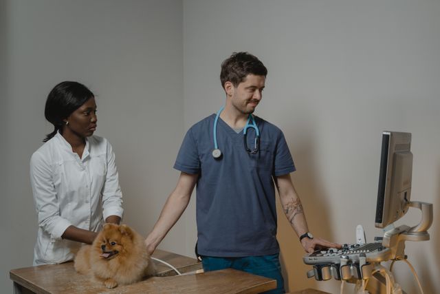 Veterinarian examining a dog in a clinic setting